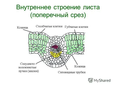 Лист. Внешнее и внутреннее строение листа — Kid-mama