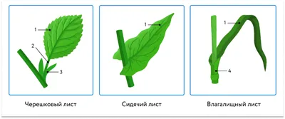 Строение листа - части, типы, формы, ткани и клетки (биология, 6 класс) —  Природа Мира