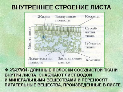 ОСНОВНАЯ ТЕОРИЯ ДЛЯ ОГЭ ПО БОТАНИКЕ