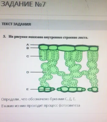 3. На рисунке показано внутреннее строение листа.Определи , что обозначено  буквами С, Д, В каких из - Школьные Знания.com