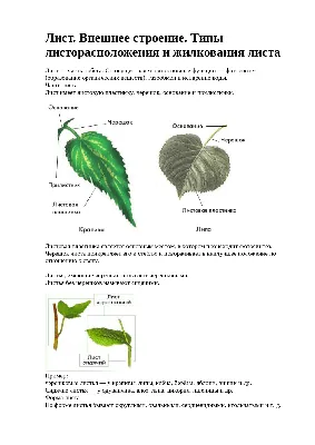 Внешнее строение листа • Биология, Растения и грибы • Фоксфорд Учебник