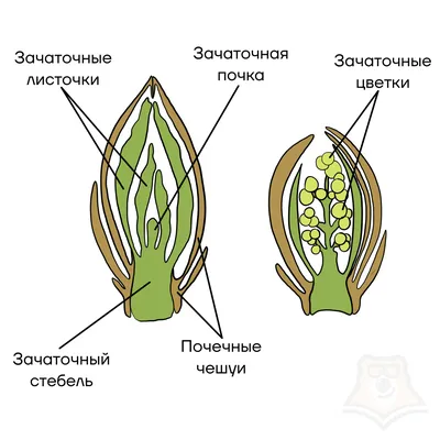 Как взаимосвязано внутреннее строение листа и его функции?» — Яндекс Кью