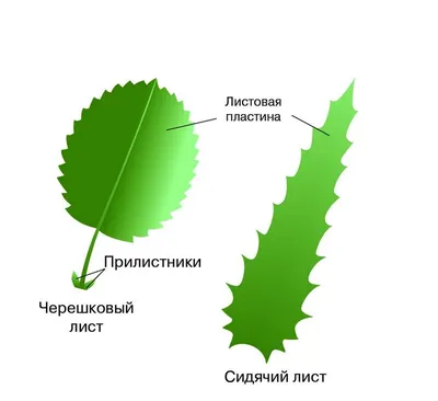 Рельефная таблица "Клеточное строение листа" (формат А1, матовое ламинир.)  - Компания ПАРТНЕР | Купить выгодно. Короткие сроки отгрузки, наличие,  гарантия, по 465 и 590 приказу. Доставка по России. Производство.