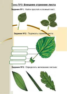 Лист. Внешнее и внутреннее строение.