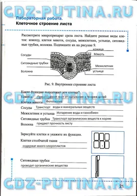 Лист. Внутреннее строение листа - презентация, доклад, проект