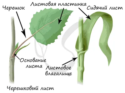 Органы растений. Часть 2 - Умскул Учебник