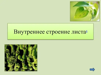 Рабочая тетрадь по биологии 6 класс, задание номер 21