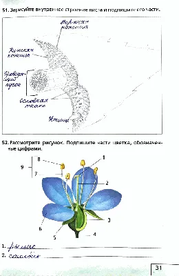 Внутреннее строение листа