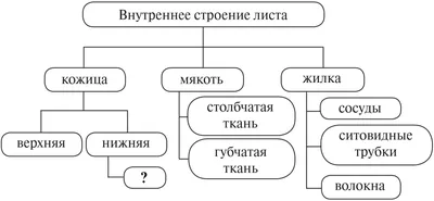 Рабочий лист Внешнее и внутреннее строение листа. Лабораторная работа  «Ознакомление с внешним строением листьев и листорасположением (на  комнатных растениях)».