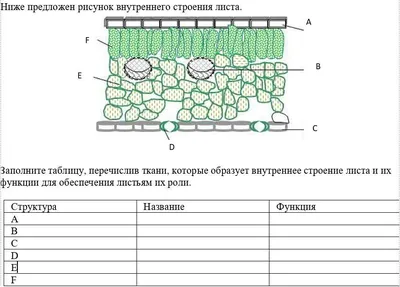 Внутреннее строение листа. Внутреннее строение стебля. | БИОЛОГИЯ.  ПОДГОТОВКА К ЕГЭ. | Дзен