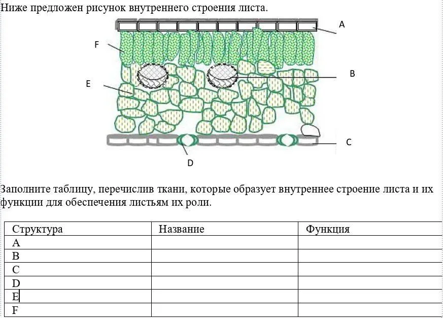 Биология 6 класс строение клеточного листа. Строение ткани листа биология 6 класс. Строение мякоти листа название ткани. Строение и функции листа таблица. Клеточное строение листа 6 класс биология таблица.