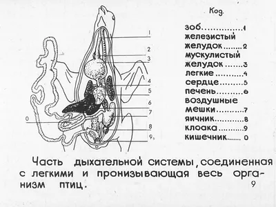 43. Особенности внутреннего строения птиц