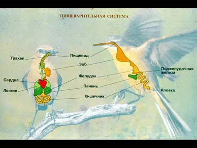 Строение птиц - YouTube