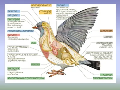Смотреть слайды Птицы. Раздел 2. Внутреннее строение птицы