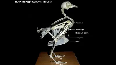 Система птиц - картинки и фото 