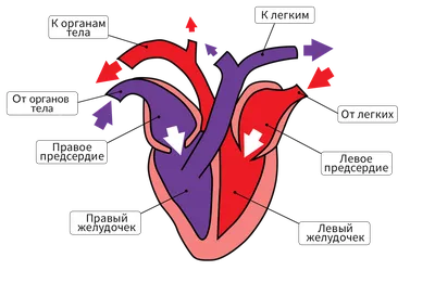 Скелет птиц — Википедия