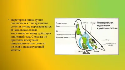 Помогите пожалуйста,биология 7 класс строение птиц,заполните схему -  Школьные Знания.com