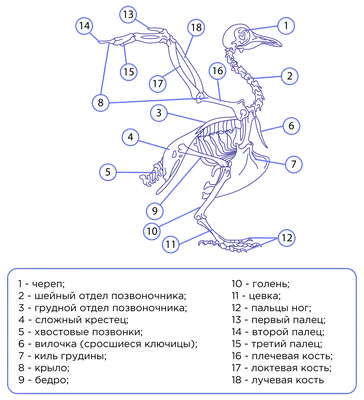 Особенности строения птиц | Биология 7 класс