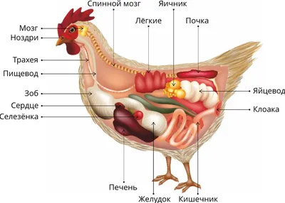 Класс Птицы