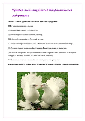 PPT - Птицы PowerPoint Presentation, free download - ID:4614265