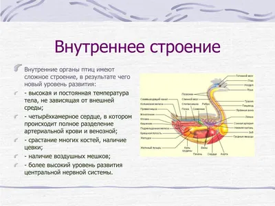 Внутреннее строение птицы