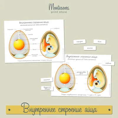 Внутреннее строение птиц,очень срочно пожалуйста помогите!!! - Школьные  Знания.com