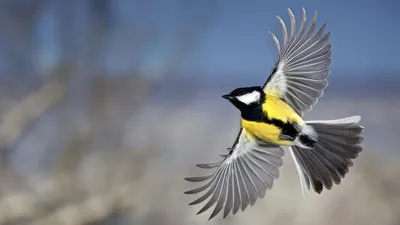 Строение и поведение птиц реферат 2010 по биологии | Сочинения Биология |  Docsity