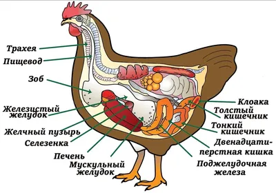 Внутреннее строение птицы - купить в B-Pro