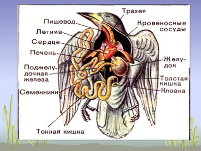 Птичье крыло — Википедия