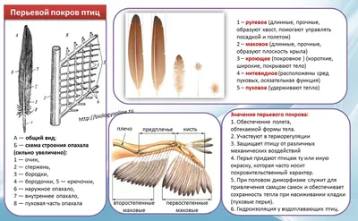 Особенности внутреннего строения и жизнедеятельности птиц