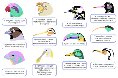Особенности строения птиц | Биология 7 класс
