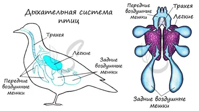 Внутреннее строение яйца плакат - карточки Монтессори купить и скачать