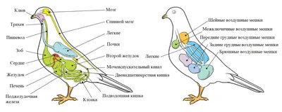 Смотреть диафильм Внутренее строение птиц