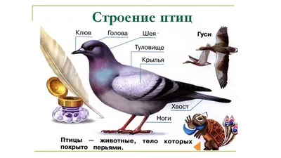 Влажный препарат "Внутреннее строение птицы": купить для школ и ДОУ с  доставкой по всей России