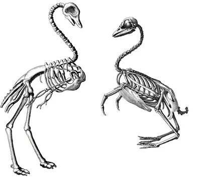Анатомия птиц — Циклопедия