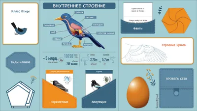 Приспособления птиц к полету: внешнее и внутреннее строение.