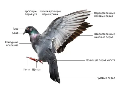 Класс Птицы: общая характеристика • Биология, Животные • Фоксфорд Учебник