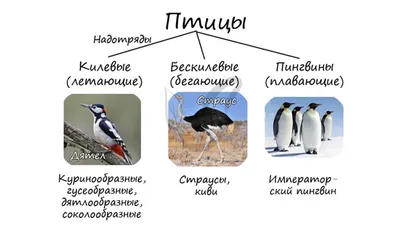 Класс птицы, общая характеристика класса курсовая по биологии | Дипломная  Биология | Docsity