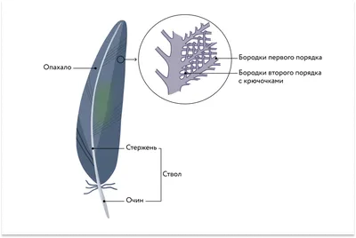 Класс Птицы. Строение голубя – наглядное пособие – Корпорация Российский  учебник (издательство Дрофа – Вентана)