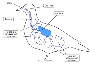 43. Особенности внутреннего строения птиц