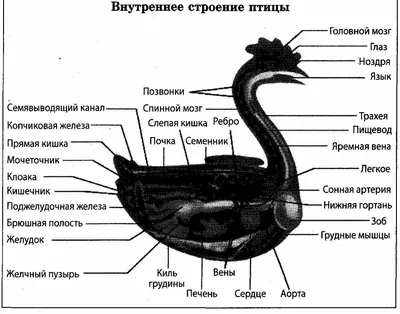 Раскраски Строение птицы (34 шт.) - скачать или распечатать бесплатно #19199