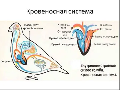 Птицы как один из классов животных #30 - BioBloger