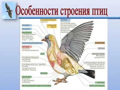 Презентация "Особенности внутреннего строения птиц" (7 класс) по биологии –  скачать проект