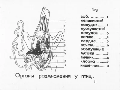 Смотреть слайды Птицы. Раздел 2. Внутреннее строение птицы