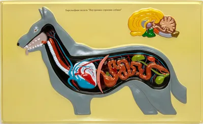 Учеб.мат)внутренние органы собаки слева