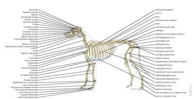 Собака - Живот - Таз (КТ): нормальная анатомия | vet-Anatomy