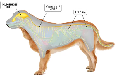 Голова собаки (КТ): нормальная анатомия | vet-Anatomy