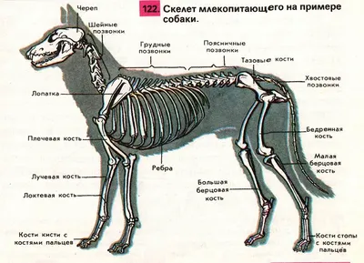 Плакаты Анатомия собак (id 4137659), купить в Казахстане, цена на 