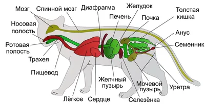 Воспаление параанальной железы у собаки, причины и симптомы