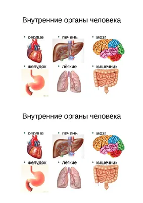 Модель «Внутреннее строение тела человека» арт 65H по цене 794 грн: купить  набры Монтессори на сайте 